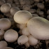 버섯 산업에서 수확 속도의 중요성